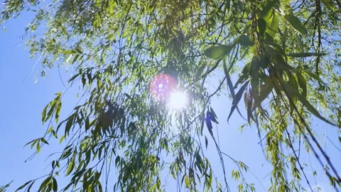 Willow branches swaying in the wind and sunlight filtering through the trees Stock Footage 314972744