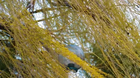 Willow branches swaying in the wind. The first young leaves. The wind is Stock Footage 315180004