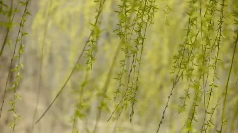 Willow branches swaying in wind. Stock Footage 10930911