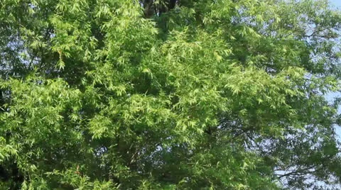Willow branches swaying in the wind Stock Footage 24846244