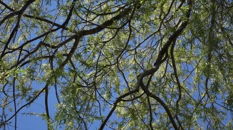 Willow Branches swaying in wind Stock Footage 53851818