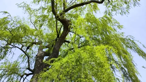 Willow branches swaying in the wind Stock Footage 326175678