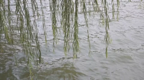 Willow branches swinging Stock Footage 8631231