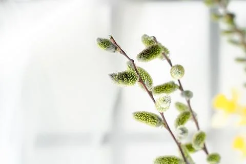 Willow branches, a symbol of Easter and spring, traditional Orthodox holidays Stock Photos