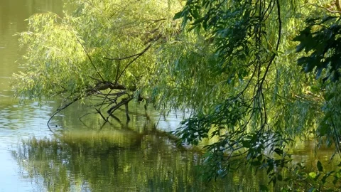 Willow branches touching calm water surface close-up Stock Footage 328415319