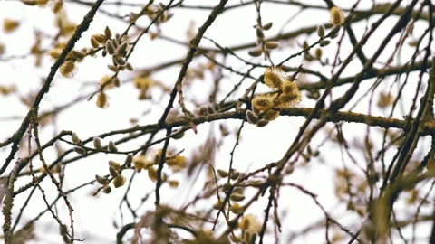 Willow branches. Tree for Christian Easter. Religious branches. Stock Footage 311480784