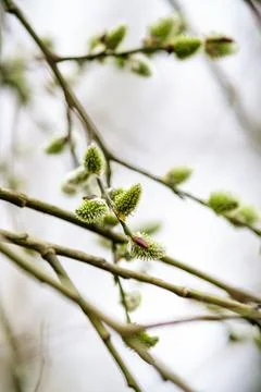 Willow branches. Tree for Christian Easter. Religious branches. Stock Photos