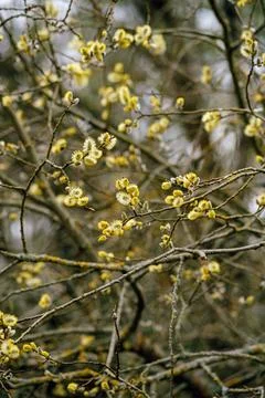 Willow branches. Tree for Christian Easter. Religious branches. Stock Photos