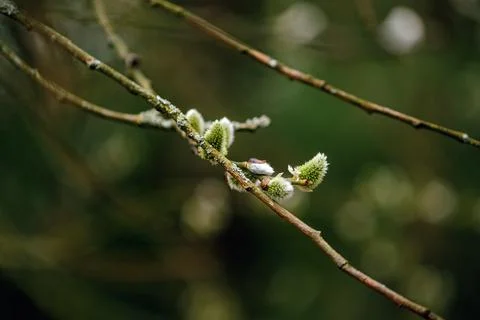 Willow branches. Tree for Christian Easter. Religious branches. Stock Photos