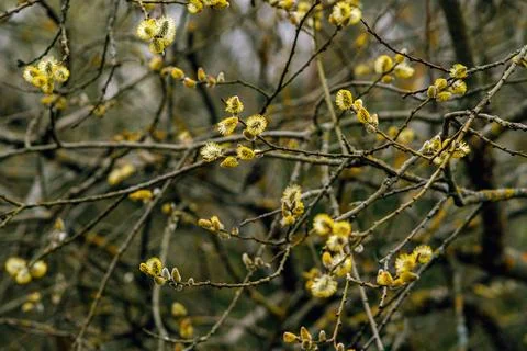 Willow branches. Tree for Christian Easter. Religious branches. Stock Photos