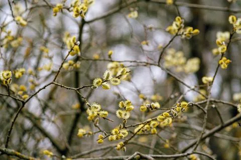 Willow branches. Tree for Christian Easter. Religious branches. Foto stock