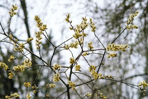 Willow branches. Tree for Christian Easter. Religious branches. Stock Photos