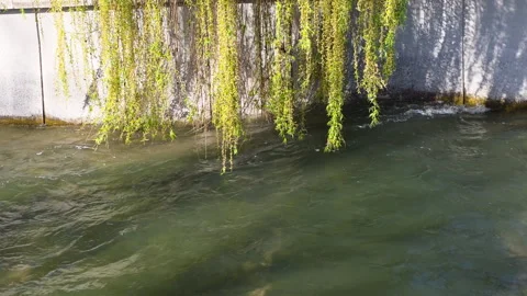 Willow branches with vibrant green leaves drape over a concrete wall, casting Video stock 335271255
