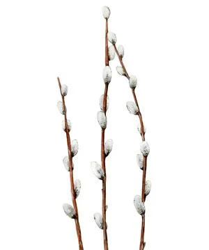 Willow branches. Watercolor element for Easter. Watercolour illustration Stock Illustration