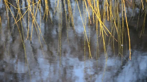 Willow branches without leaves hang over the water and wobble in the wind. asmr Vídeos de archivo 122937452