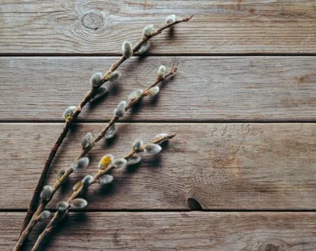 Willow branches on a wooden table Stock Photos