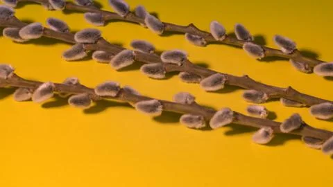 Willow branches on a yellow background Stock Photos