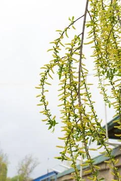 Willow Branches with Yellow Catkins in Spring Stock-Fotos