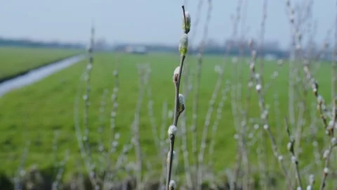 Willow broad Video stock 153798726
