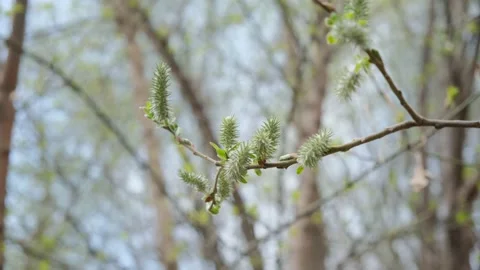 Willow bud 4k25  200 Mbit  sec Stock Footage 152913570