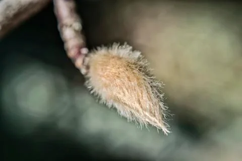 Willow bud on a branch on a dark background close-up Stock Photos