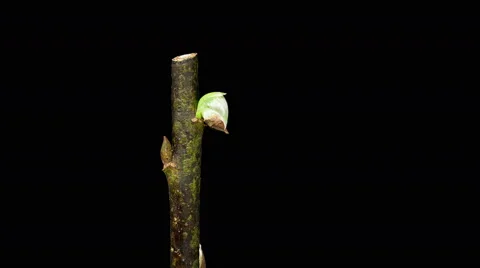 Willow bud grow timelapse in 4K (4096x2304)  Stock Footage 46445982