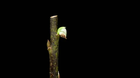 Willow bud grow timelapse Stock Footage 46448567