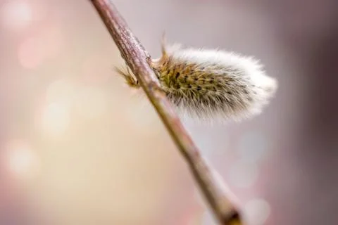 Willow Bud Stockfoto's