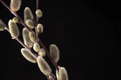 Willow buds on a black background Stock Photos