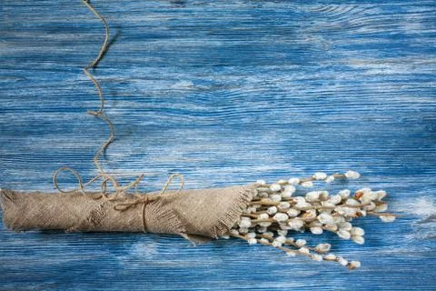 Willow buds bloom Stock Photos