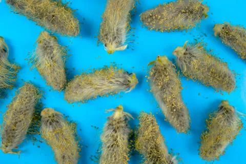 Willow buds on a blue background, background with willow buds. Stock Photos