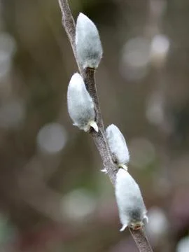 Willow Buds with Brown Background Stock Photos