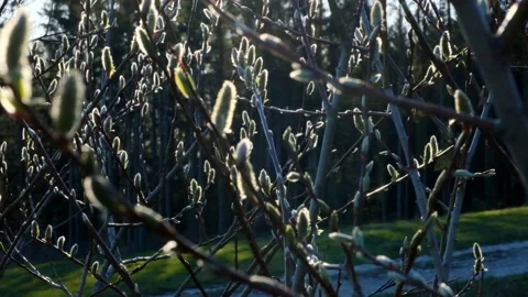 Willow buds close-up in sunbeams. Stock Footage 143265959
