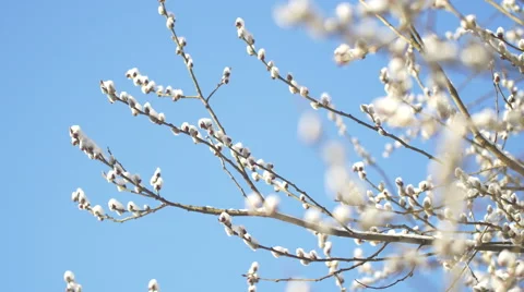 Willow buds covered with snow Stock Footage 61443048