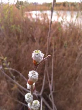 Willow buds with drops of dew on a gray blurred background. Easter. Spring, t Stock Photos