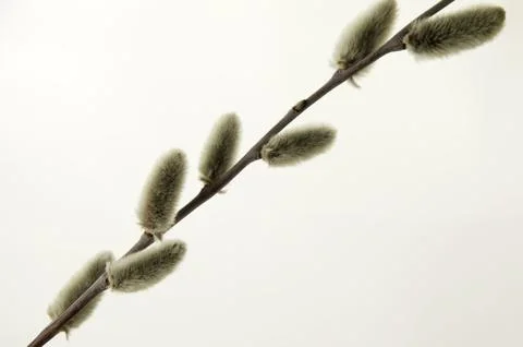Willow buds on a light background Stock Photos