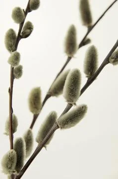 Willow buds on a light background Foto stock