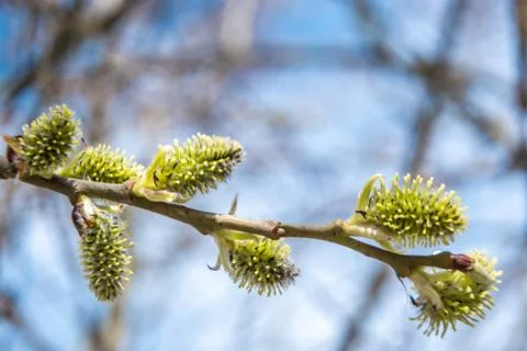 On the willow buds opened and the first flowers appeared during the spring aw Stock Photos