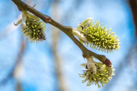 On the willow buds opened and the first flowers appeared during the spring aw Stock Photos