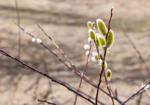 Willow buds that opened in the spring in April outdoors. Stock Photos