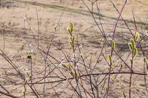 Willow buds that opened in the spring in April outdoors. Stock Photos
