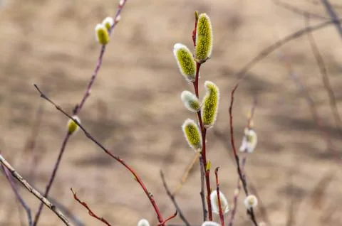 Willow buds that opened in the spring in April outdoors. Stock Photos
