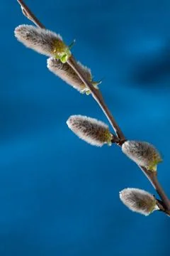 Willow buds Stock Photos