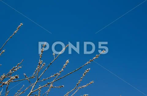 Willow buds Stock Photos
