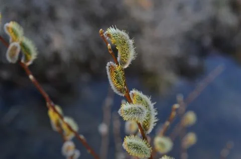 Willow buds Stock Photos