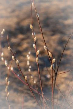 Willow buds in spring in march in the open air. Stock Photos