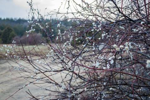 Willow buds in spring in march in the open air. Stock Photos