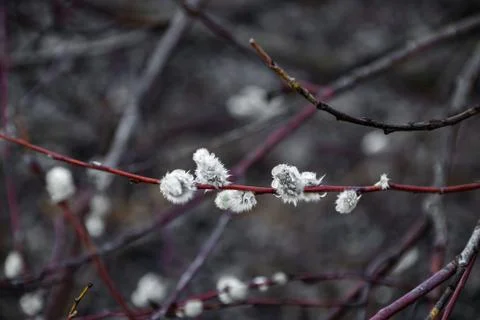 Willow buds in spring in march in the open air. Stock Photos