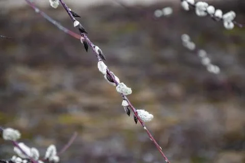 Willow buds in spring in march in the open air. Stock Photos