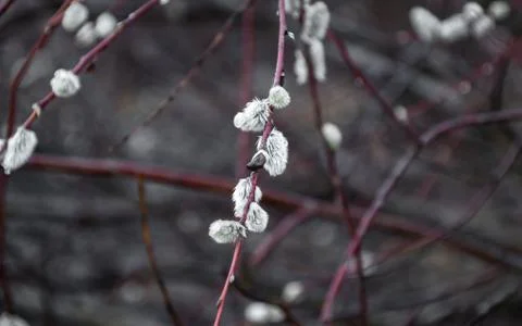 Willow buds in spring in march in the open air. Stock Photos